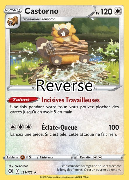 Castorno reverse