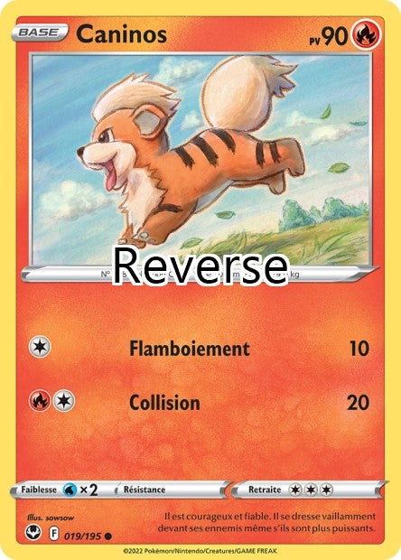 Caninos reverse