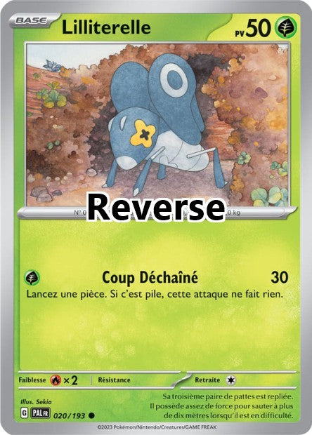 Lilliterelle reverse