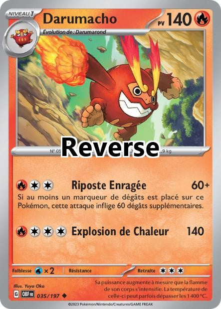 Darumacho reverse