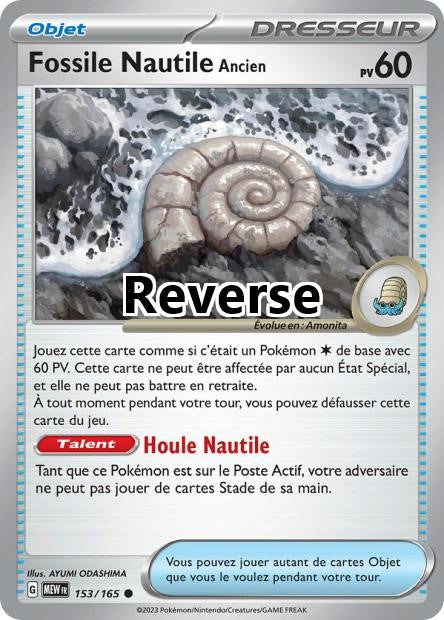 Fossile Nautile Ancien reverse